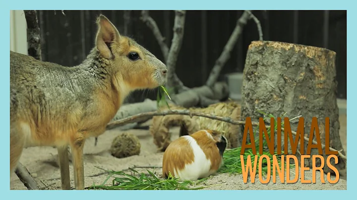 New Cavy Romping Room!