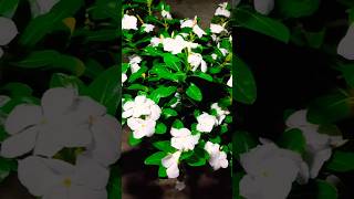 phool #shorts #viral #trending #phool