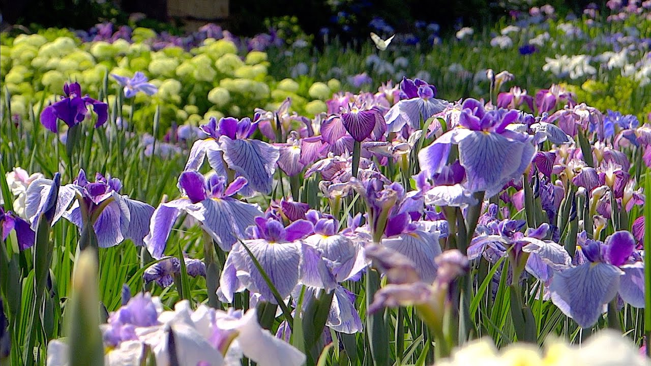 染谷花しょうぶ園 21年6月1日 Youtube 染谷花しょうぶ園 21年6月1日 Youtube