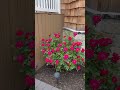 Beautiful Rose flowers #smithtown #longisland #foryou #travel #trending #viralvideo #world