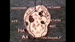 Вегетативная нервная система. Научфильм. (учебное видео СССР)