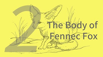 Xiaohua the Fennec Fox 2: Body | Learn to Draw Animals with ZHAO Chuang