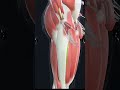 Human Reproduction System 3d Animation Viralvideo Shortvideo Shorts Human Reproduction System 3d Animation Viralvideo Shortvideo Shorts