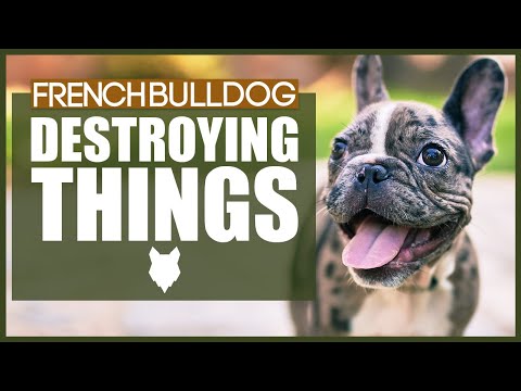 How To Stop Your FRENCH BULLDOG Destroying Things