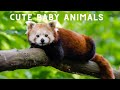 The Magical World Of Cute Young Animals With Relaxing Music (Colorfully Dynamic), Soothing Music