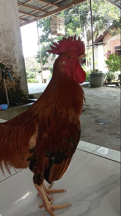 Ayam Jago Jantan Berkokok / Long Crowing Rooster