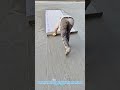 On‑Site Roof Waterproofing Work with Membrane Laying Process