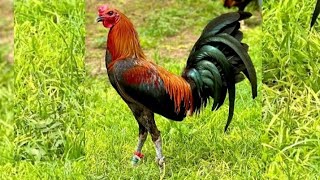 Mga Pang Diinan Na Manok Panabong