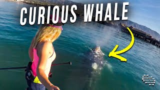 Baby Gray Whale Kept Playing Around a Lady on a Paddleboard