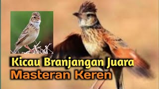 Suara Keren Burung Branjangan (MP3)