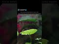 The Breath of Life: Watching Photosynthesis Happen in Real-Time #universe #shorts