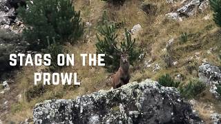 Overnight Red Deer Hunt |  Late Roar In New Zealand Mountains