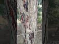 24घंटा खून निकलता है#nature bloods #viralvideo