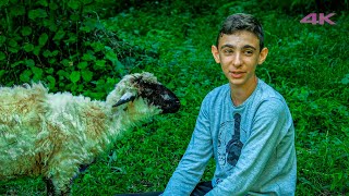 Young Shepherd's Love for Lamb | Documentary ▫️4K▫️