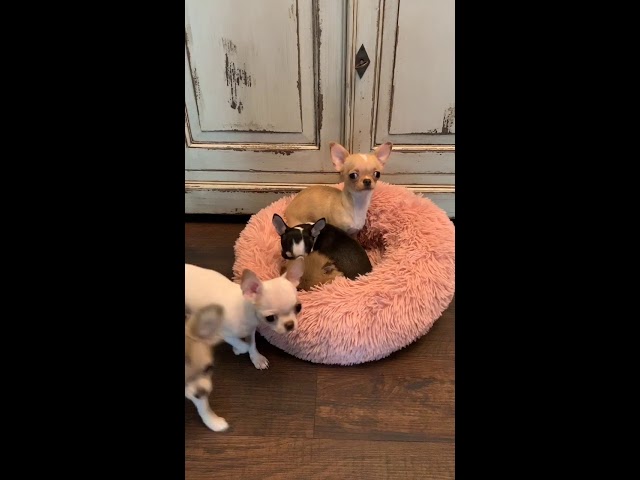 Top Chihuahua Mini Züchter: Finden Sie Ihren Traumhund! 3 sddefault