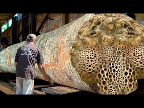 Sawing the Most Feared White Devil Wood in the Sawmill
