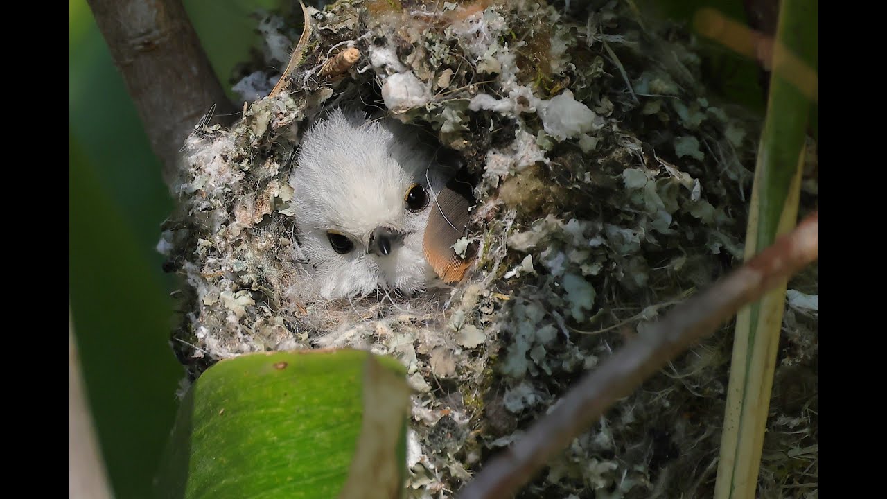 懐玉 在銘 根付「卵から孵化する雛鳥」 A nest of Japanese long-tailed tits incubating eggs is destroyed