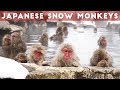 Snow Monkeys of Japan | Jigokudani Snow Monkey Park