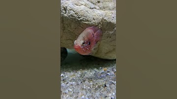 Cá kim cương đỏ /fish 15 #aquarium #fishaquarium #fishtank #fish #aquariumfish #shorts