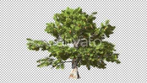 Isolated Conifer Tree | Motion Graphics - Envato elements