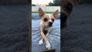 Epic the chihuahua practicing some dog tricks