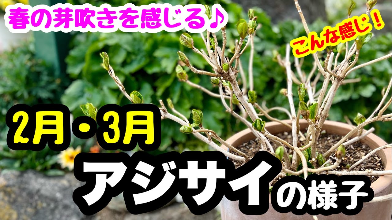 ◆春先の【アジサイ】今まさに、こんな感じ！