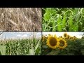 Soil Health, A Montana Perspective - Crop Rotation
