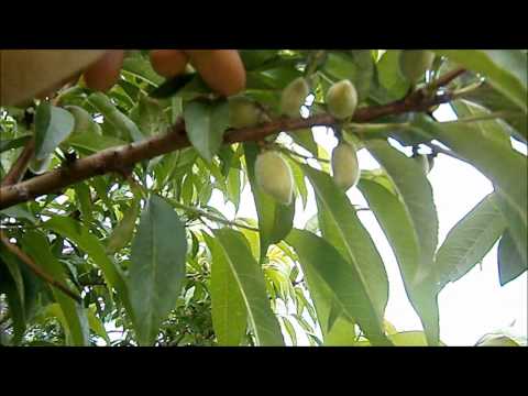 Video: Piersici și Nectarine (7 Fotografii): Care Este Diferența? Cum Diferă Copacii?