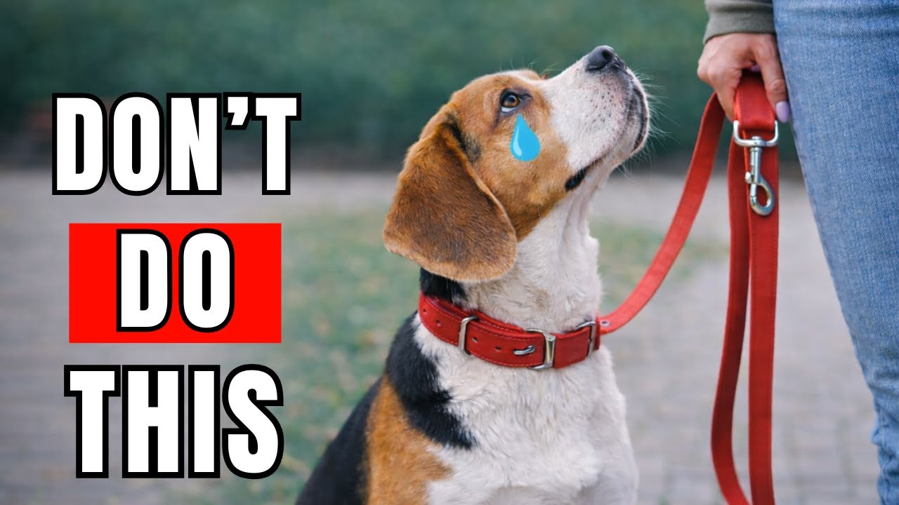 8 Things a Dog Will NEVER Forgive (Most Owners Don’t Know This)