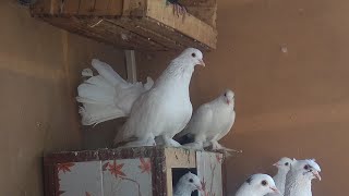 Узбекские голуби  pigons 5 сентября 2021 г.