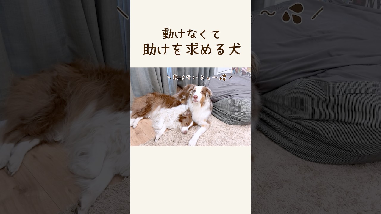 This dog is so cute, it can't move after being cradled in
