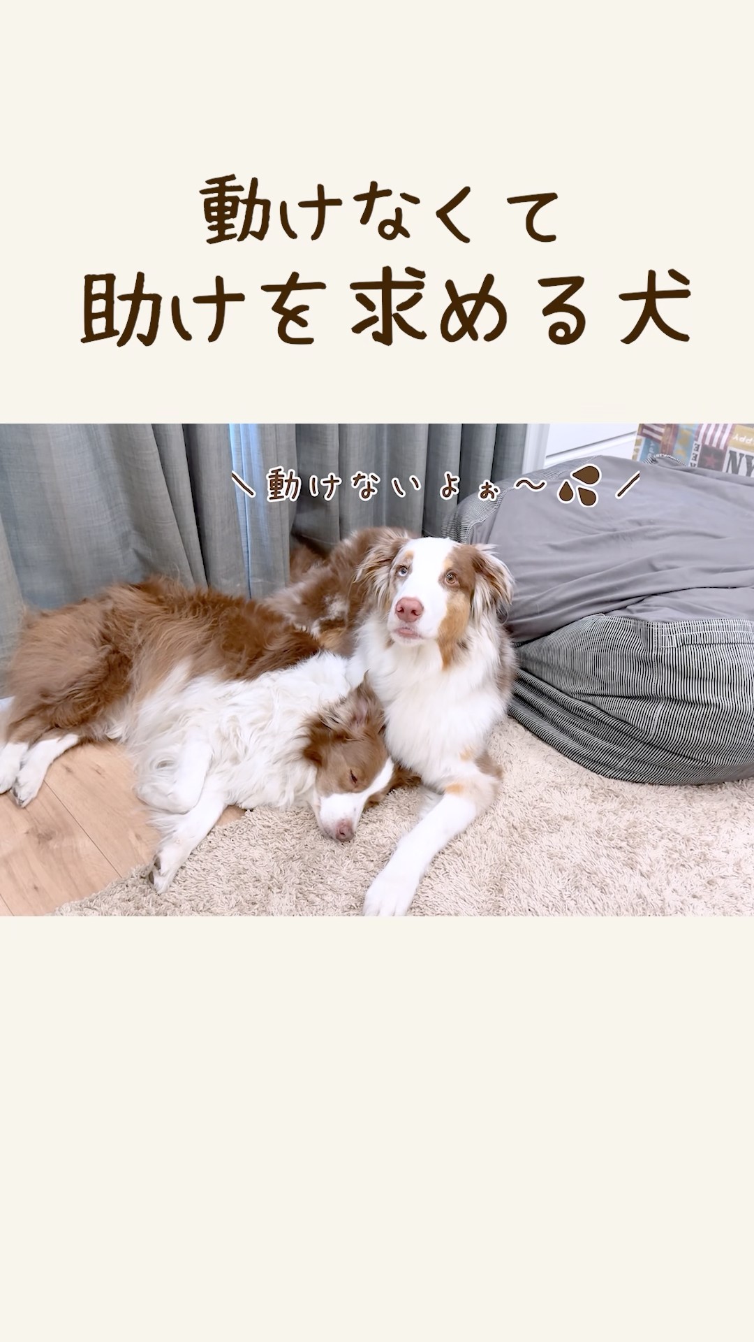 動かない犬 This dog is so cute, it can't move after being cradled in