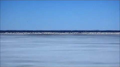 Snow Geese