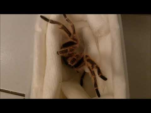 Unboxing a MM Grammostola sp Concepcion from Paul Jen
