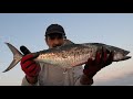 פלמידה. קיץ 23 king mackerel summer 23