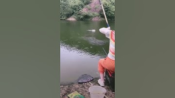 Cô Nàng Xinh Đẹp Bắt Cá Lớn | Kỹ thuật câu cá trong ao 🐟🐟 #Shorts