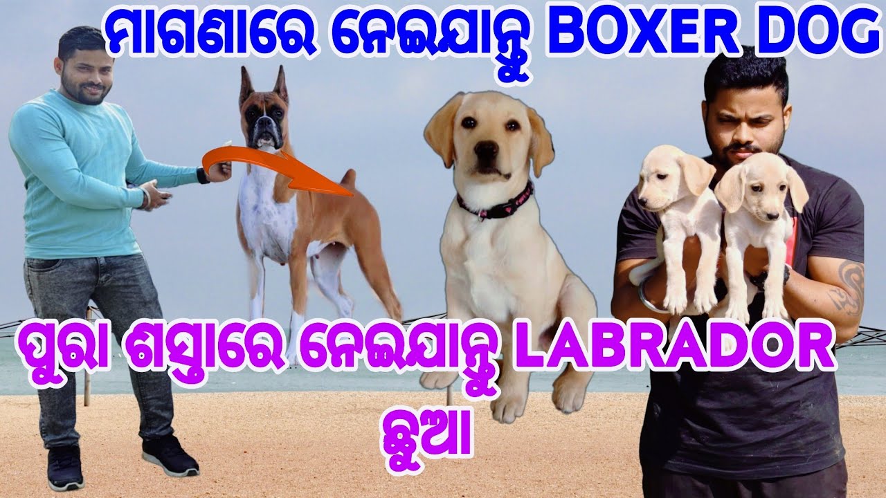 FREE 🎯ADOPTION😍 DOG IN puri 🔗💯🐶ପୁରା ଶସ୍ତାରେ🥰 ନେଇଯାନ୍ତୁ ଘରକୁ😍 LABRADOR 🦮ଛୁଆ in CUTTACK 🔗 #viralvideo