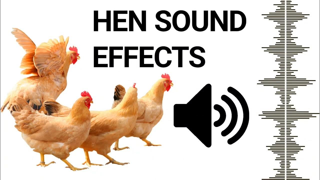Hen Sound To Attract Roosters | Chicken Sound Effects Free Hen Sound To Attract Roosters | Chicken Sound Effects Free