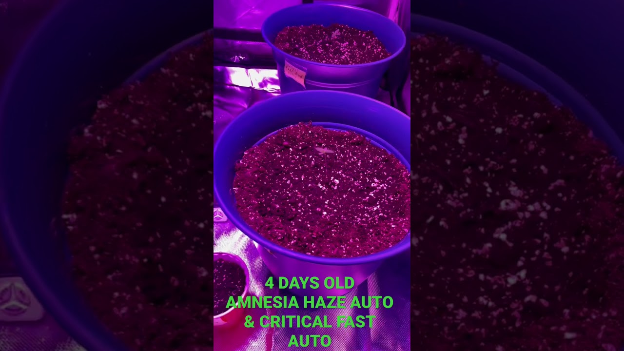 AUTOFLOWERS 4 DAYS OLD