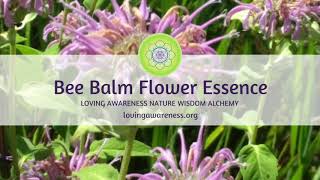 Bee Balm Flower Essence