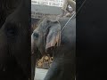 Elephant in our town. #ekmotahathi #hathiraja #hindirhymes #trending