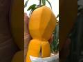 Fresh mangoes cut enjoy 🥭#mango#fruit#garden#manga#farming#farm#shorts