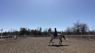 Canter work, simple change