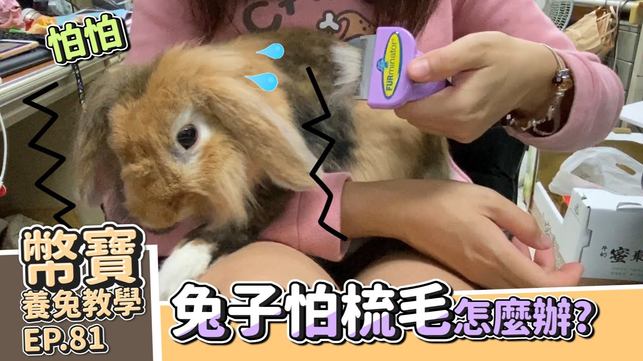 兔子梳毛教學 | 兔兔害怕梳毛怎麼辦?  如何讓你家兔兔愛上梳毛｜幣寶養兔教學系列 EP 81｜ChamKnows【冠軍知道】#兔兔 #梳毛
