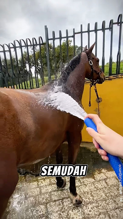 Here's the sequence of how to bathe a horse so it's clean and well-groomed ‼️🎠