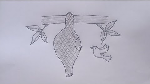 how to draw baya weaver bird nest //baya weaver bird 🕊️ nest drawing step by step