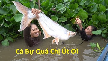 498  Giăng Câu Cá Tra Dính Toàn Cá Khủng