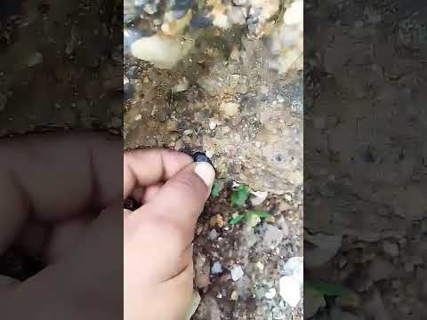 small black tektites