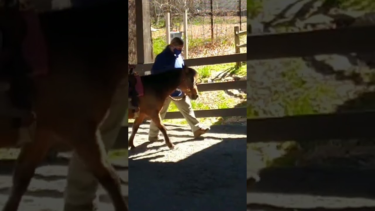 My Lil Cowgirl@pawsNsmile#love#zoo#animals#vibes