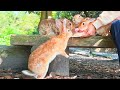 Rabbit Island Japan🐰 An Island with 500 Wild Rabbits— Where They Come to Greet You💕 Okunoshima うさぎ島